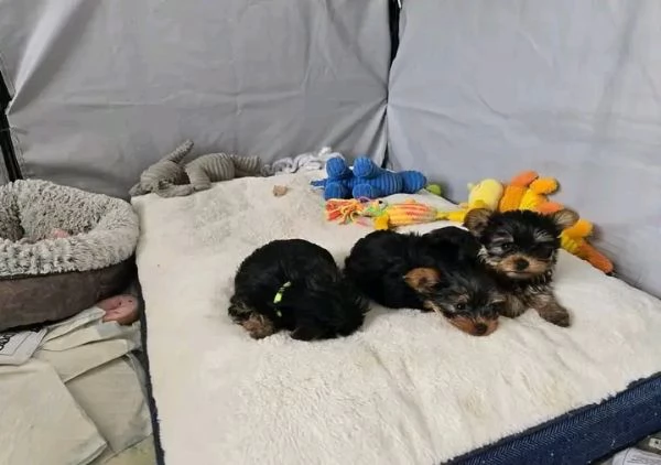 REGALO   Yorkshire  | Foto 0