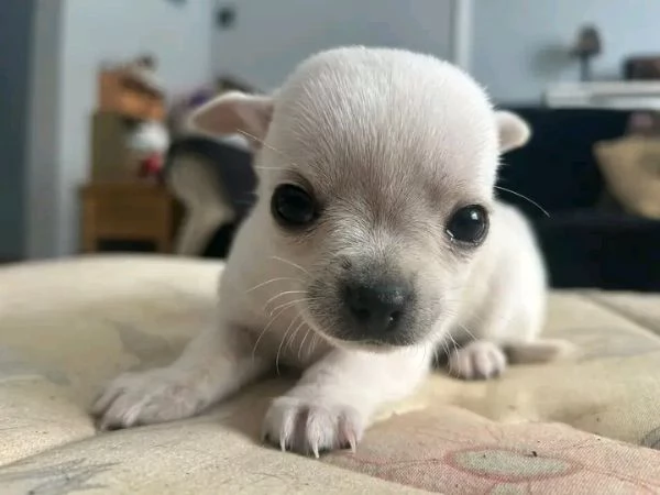 REGALO   Chihuahua  | Foto 0