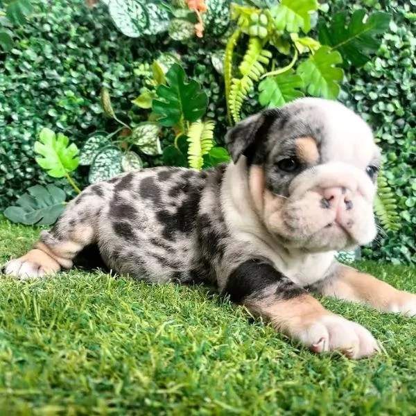 REGALO   BULLDOG INGLESE