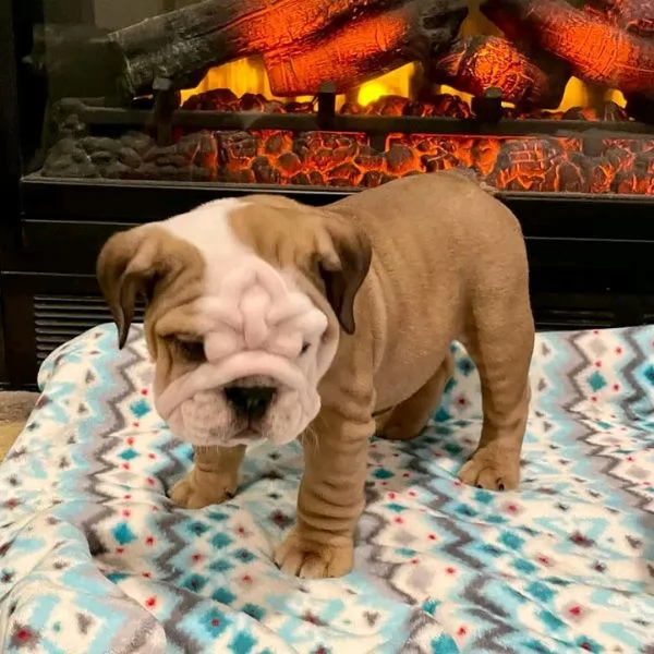 REGALO   BULLDOG INGLESE | Foto 0