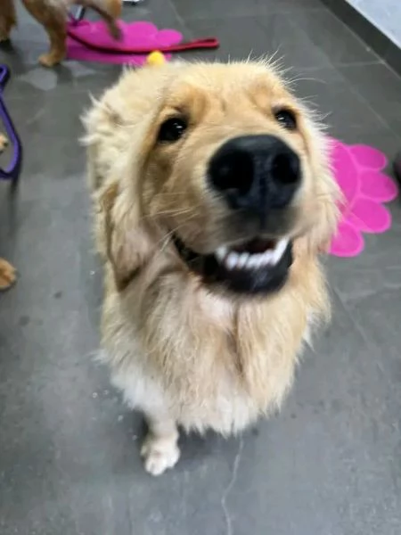 REGALO   Golden Retriever  | Foto 0