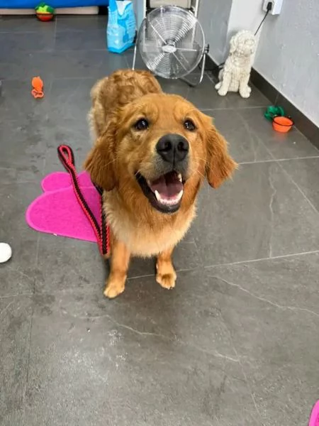 REGALO   Golden Retriever 