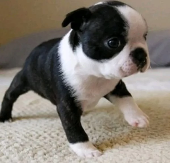 Bellissima maschio e  femminuccia di Boston terrier disponibile