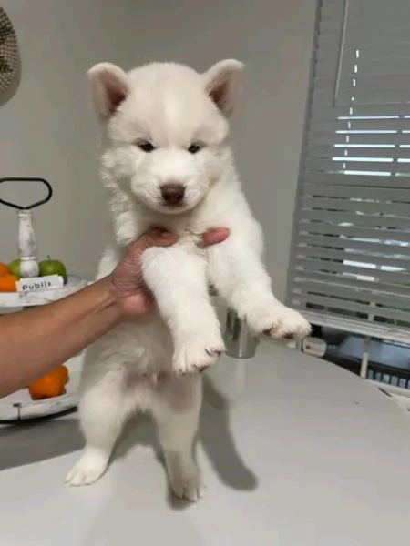Bellissima maschio e  femminuccia di Husky disponibile