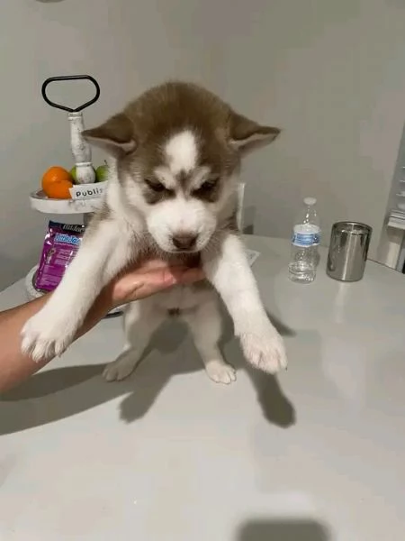 Bellissima maschio e  femminuccia di Husky disponibile | Foto 0