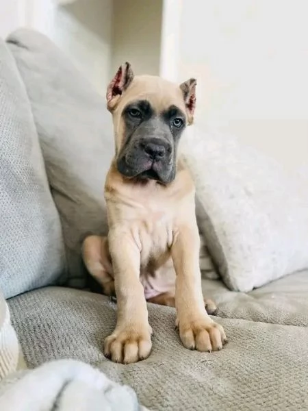 Bellissima maschio e  femminuccia di cane Corso disponibile