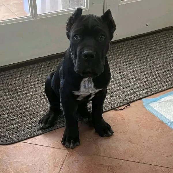 Bellissima maschio e  femminuccia di cane Corso disponibile | Foto 0