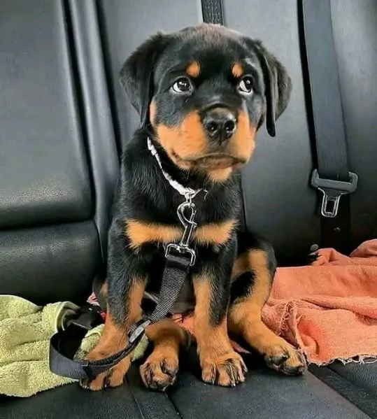 Disponibili Rottweiler di razza pura maschio e femmina