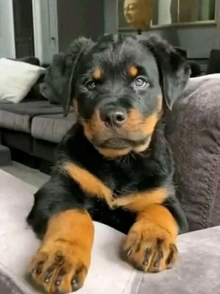 Disponibili Rottweiler di razza pura maschio e femmina | Foto 0