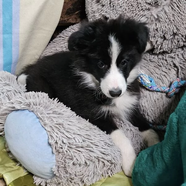 Dolci cuccioli Border Collie cercano casa!