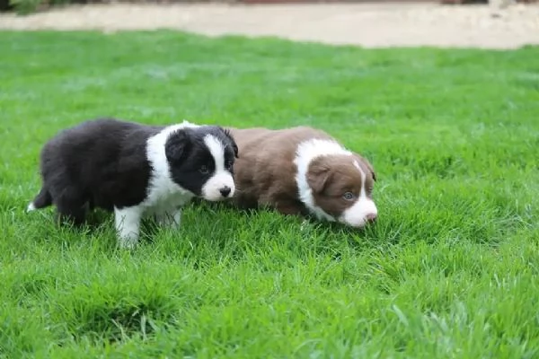 Cuccioli Border Collie da genitori selezionati – maschio e femmina