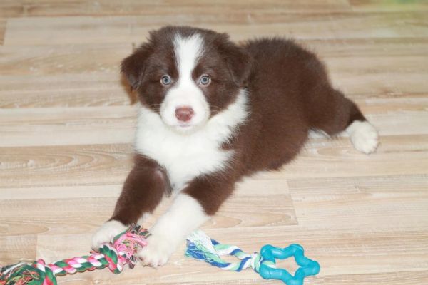 Cuccioli Border Collie, compagni ideali per vita attiva e affetto infinito | Foto 0