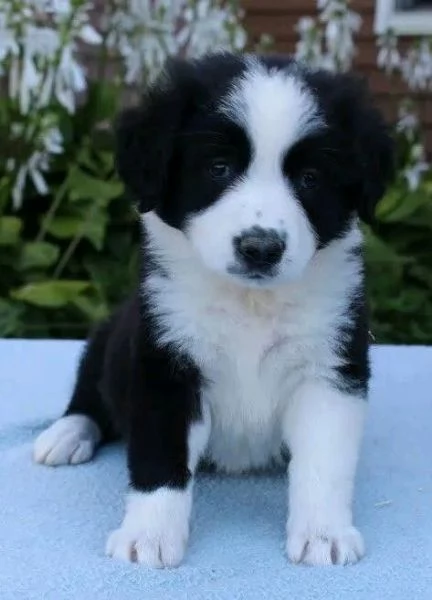 Border Collie cuccioli – gioia pura su quattro zampe!