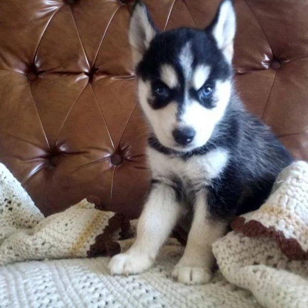 Cuccioli Husky Siberiano – Maschio e Femmina | Foto 0