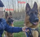 Cucciolata - Pastori Tedeschi ENCI Campioni