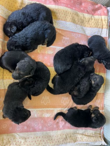 Cucciolata - Pastori Tedeschi ENCI Campioni | Foto 2