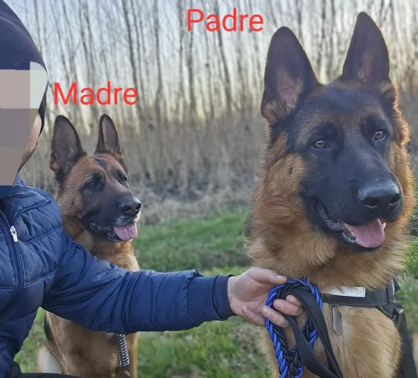 Cucciolata - Pastori Tedeschi ENCI Campioni | Foto 1