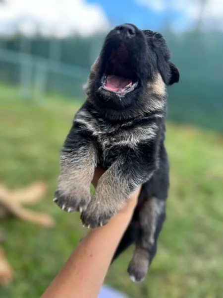 Cucciolata - Pastori Tedeschi ENCI Campioni | Foto 0