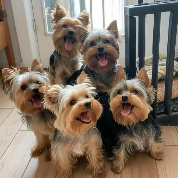 Cuccioli di Yorkshire Terrier in cerca di adozione. Maschio e femmina | Foto 0