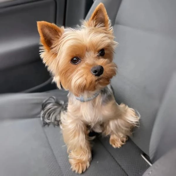 Cuccioli di Yorkshire Terrier in cerca di adozione. Maschio e femmina | Foto 1