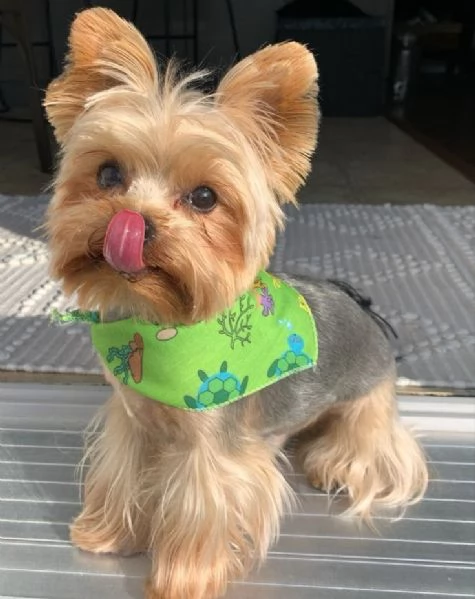 Cuccioli di Yorkshire Terrier in cerca di adozione. Maschio e femmina | Foto 1