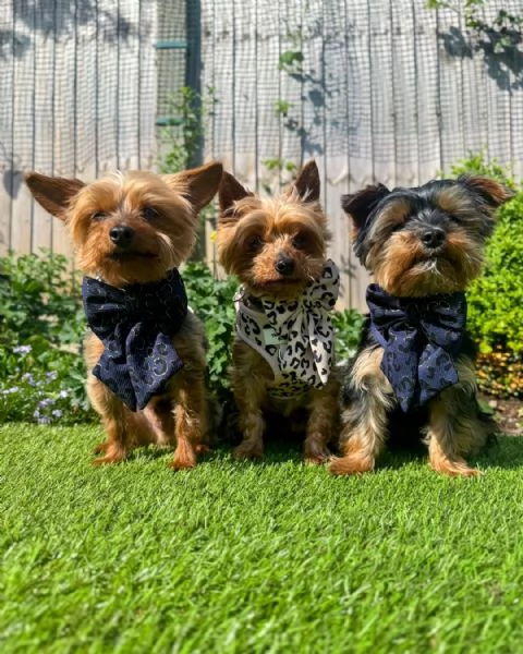 Cuccioli di Yorkshire Terrier in cerca di adozione. Maschio e femmina