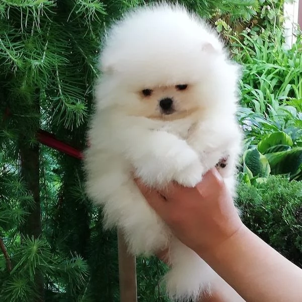 2 Pomeranian toy maschio e femmina disponibili