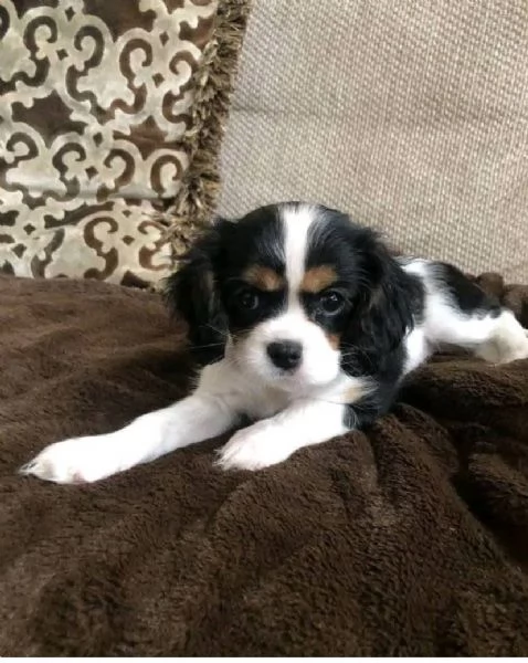 2 Pomeranian toy maschio e femmina disponibili | Foto 1