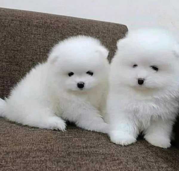 2 Pomeranian toy maschio e femmina disponibili | Foto 0