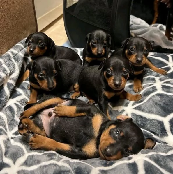 REGALO PINCHERS NANA FEMMINA E MASCHIO | Foto 1