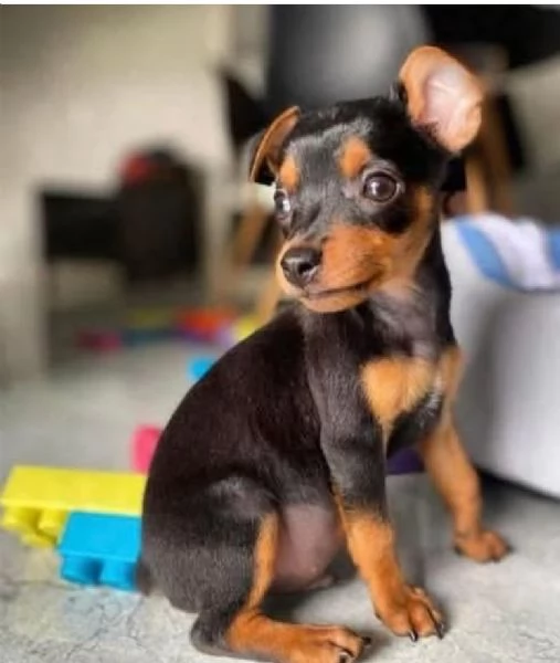 REGALO PINCHERS NANA FEMMINA E MASCHIO | Foto 0