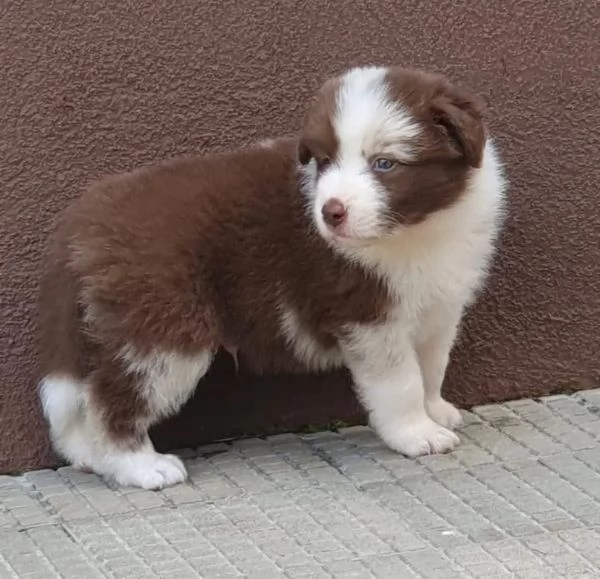 REGALO SHIBA INU MASCHIO E FEMMINA…….