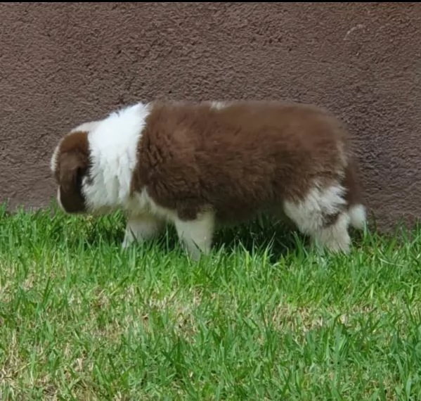 REGALO SHIBA INU MASCHIO E FEMMINA……. | Foto 0