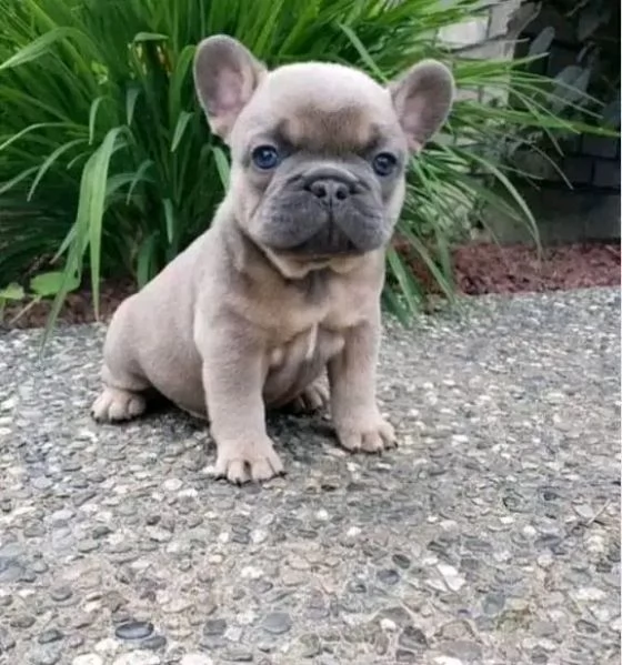 REGALO   BULLDOG INGLESE | Foto 0