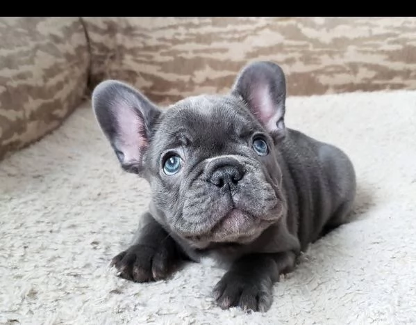 CUCCIOLO Bouledogue francese  | Foto 0