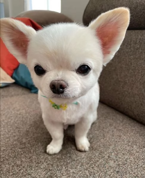 Regalo chihauhau femmina  | Foto 0