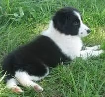 REGALO   Border Collie  | Foto 0