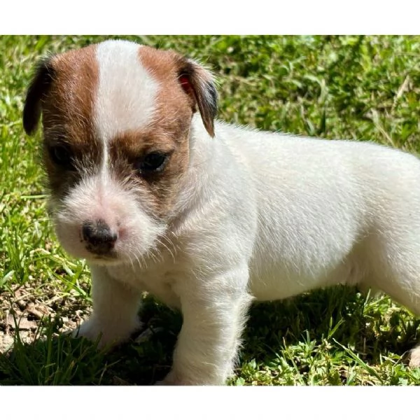 Disponibili Jack Russell di razza pura maschio e femmina | Foto 0