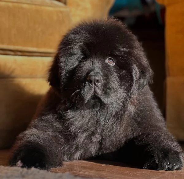 Regalo CUCCIOLO Terranova …… | Foto 0