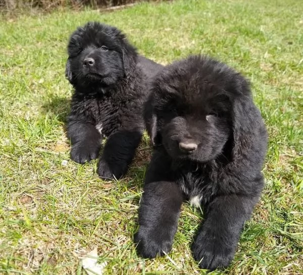 Regalo CUCCIOLO Terranova ……