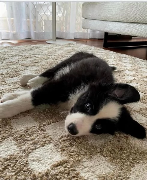 Regalo Border Collie….