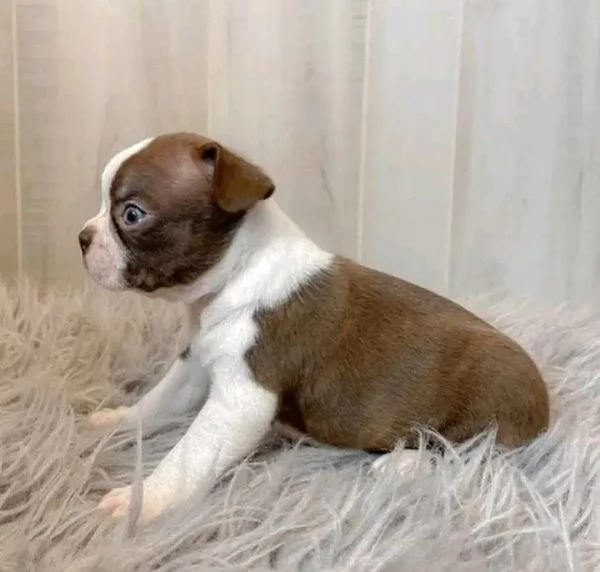 Disponibili Boston terrier maschio e femmina