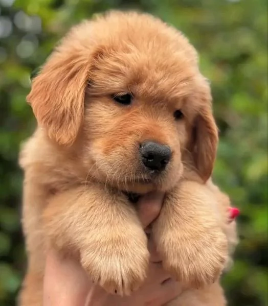 Disponibili Golden Retriever maschio e femmina