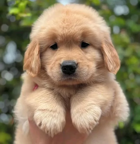 Disponibili Golden Retriever maschio e femmina | Foto 0