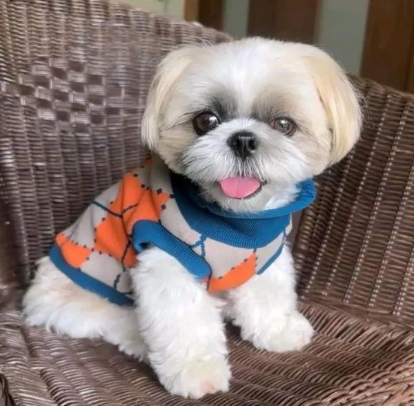 Regalo Mini Shitzu maschio