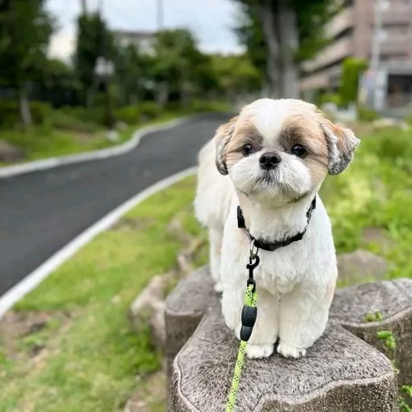 Regalo Mini Shitzu maschio | Foto 0