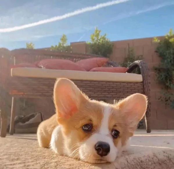 Disponibili Welsh Corgi maschio e femmina