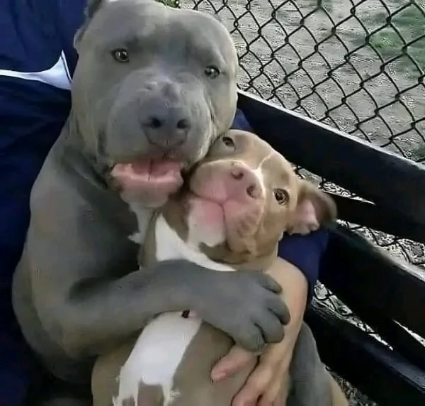 Disponibili Pitbull maschio e femmina | Foto 0