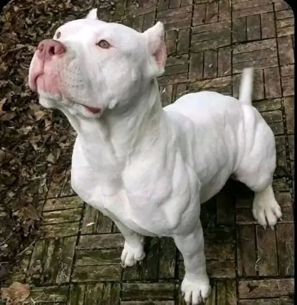 Disponibili Pitbull maschio e femmina