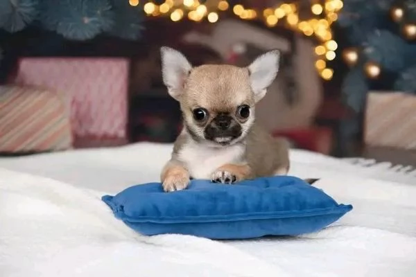 Dolce chihauhau lungo pelo femmina | Foto 0